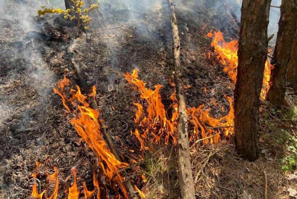 Пожар унищожи 85 дка гора край с. Шишенци